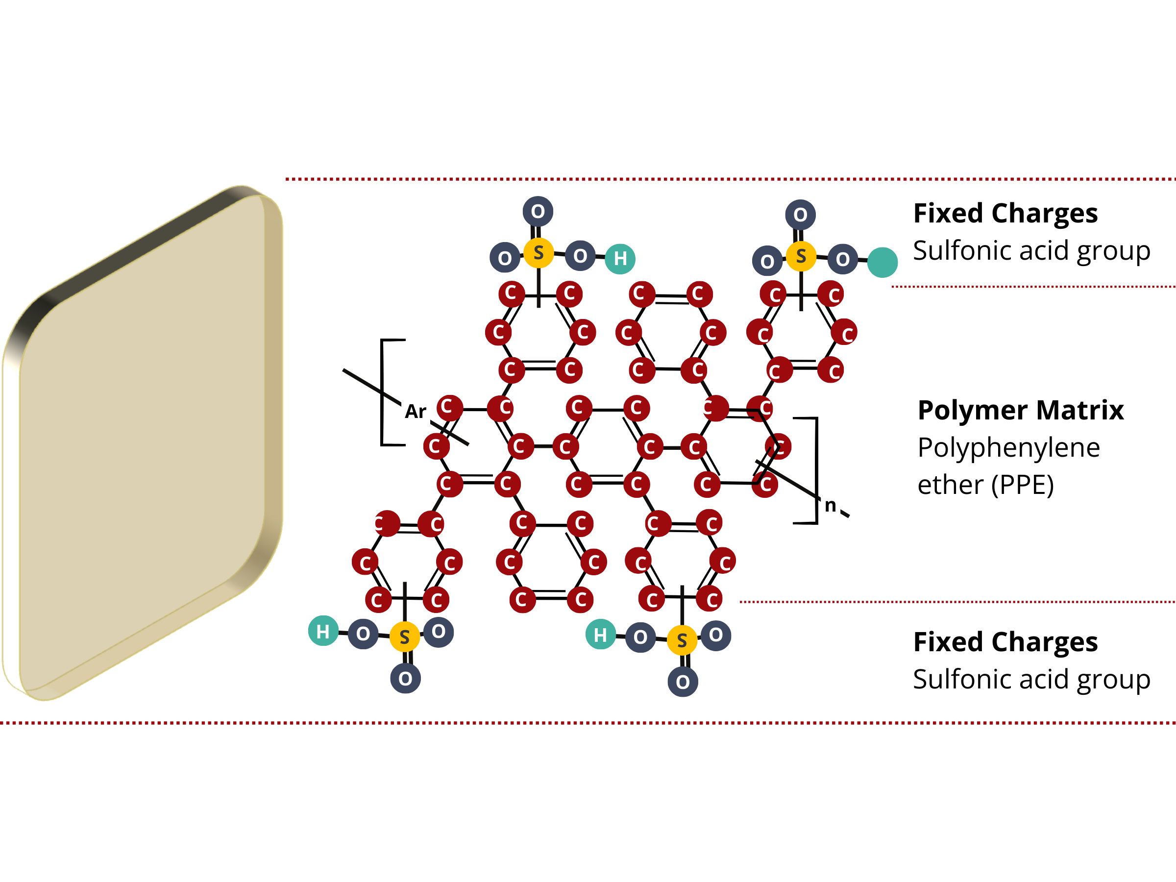 Structure of Ion Exchange Membranes