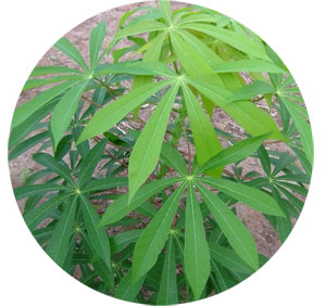 Native Cassava Plant for Starch