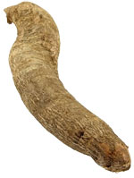 Native Cassava Tapioca Starch Root